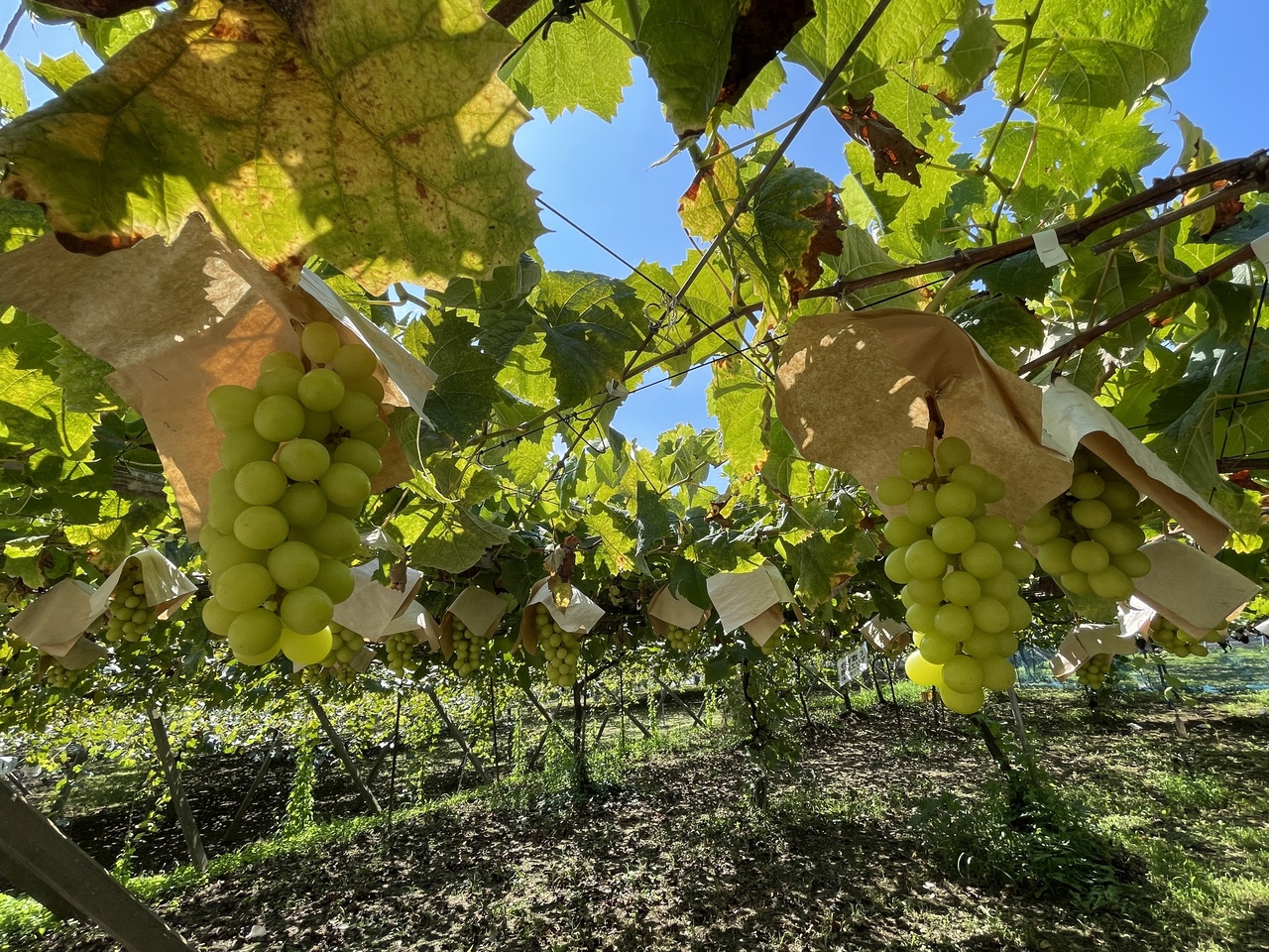 シャインマスカット狩り食べ放題！！