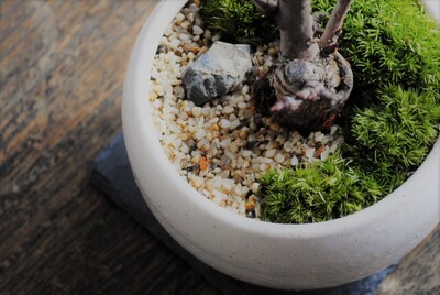 【いよてつ髙島屋】『桜花を愛でる…旭山桜の情景盆栽を作ってみましょう！』インテリア盆栽工房BonCyu