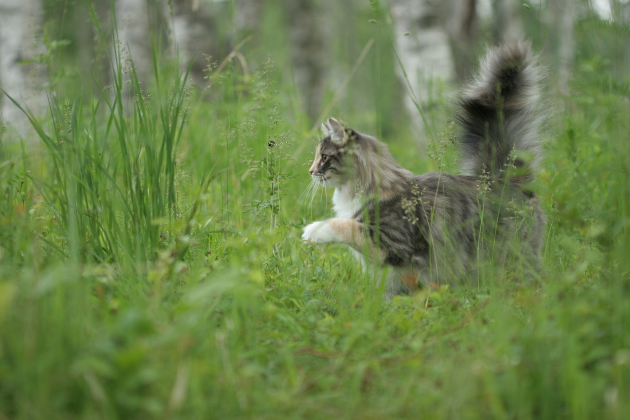 RIENカフェご予約