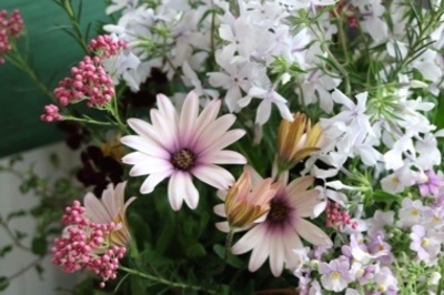 11月限定葉牡丹lesson