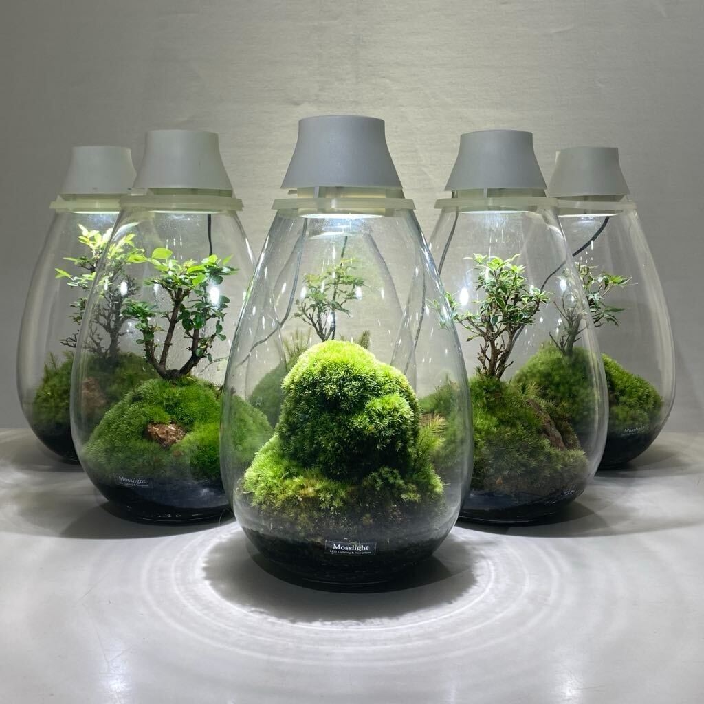 【阪急うめだ本店】<Mosslight-LED>コケテラリウム作成ワークショップ　【大阪】