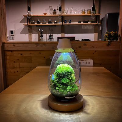 【阪急うめだ本店】<Mosslight-LED>コケテラリウム作成ワークショップ　【大阪】