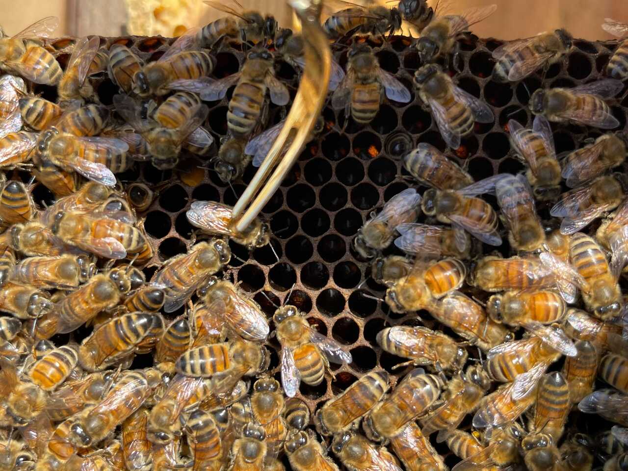 狩猟体験ツアー　冬の陣