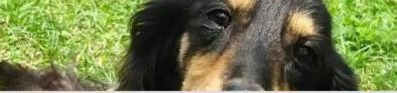 猫のふれあい体験