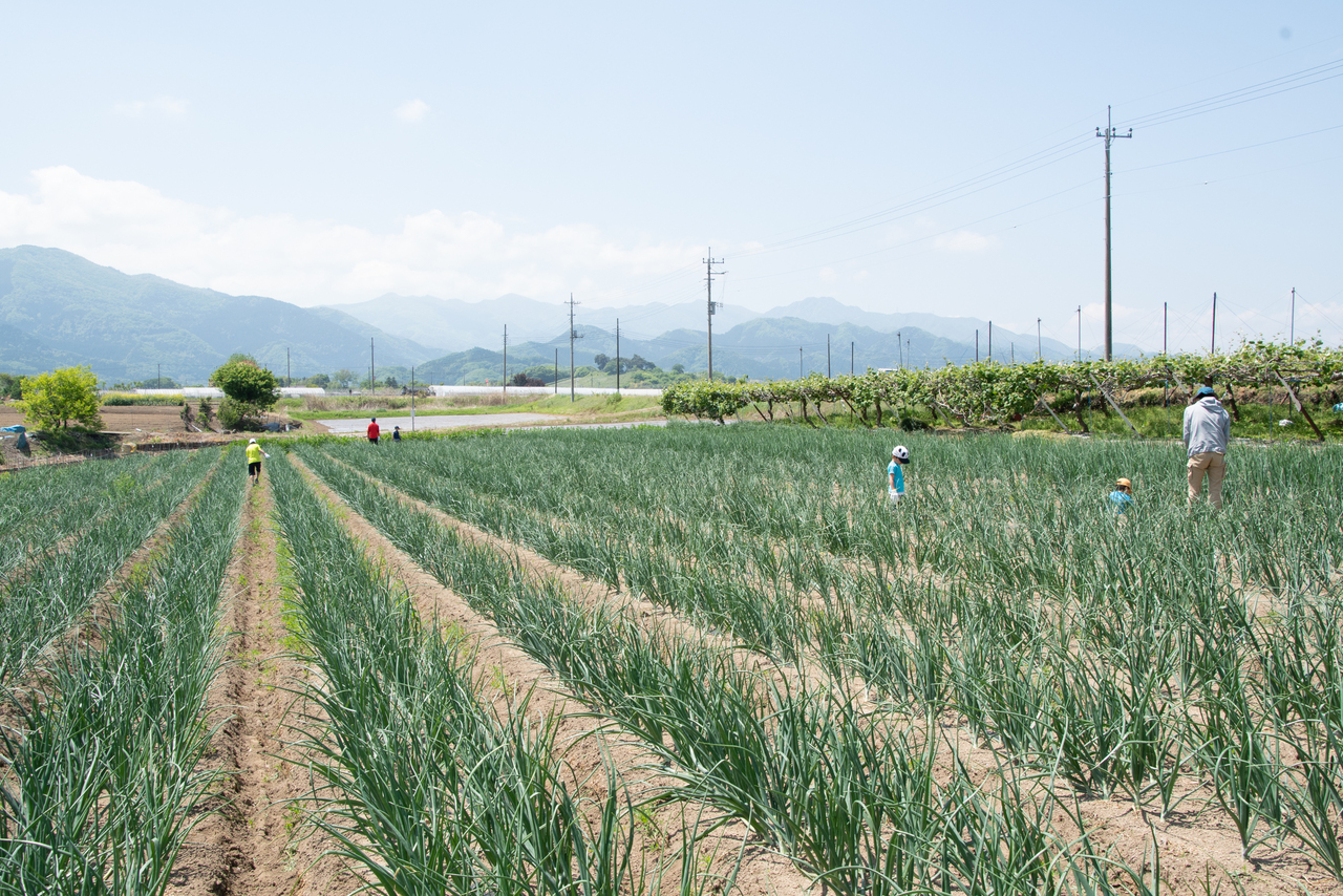 有機農業体験（有機野菜のお持ち帰りつき）