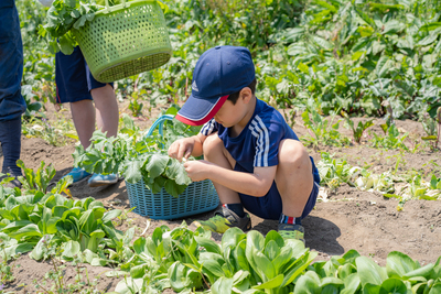有機農業体験（有機野菜のお持ち帰りつき）