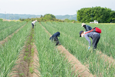 有機農業体験（有機野菜のお持ち帰りつき）