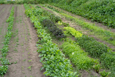有機農業体験（有機野菜のお持ち帰りつき）