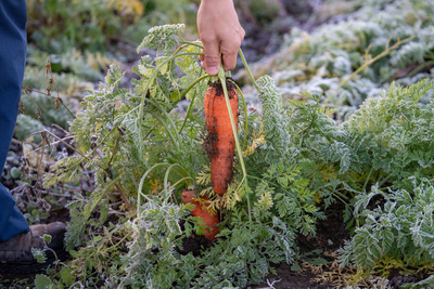 有機農業体験（有機野菜のお持ち帰りつき）