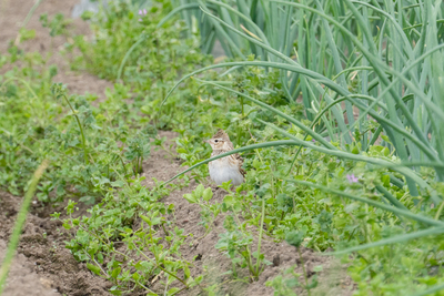 有機農業体験（有機野菜のお持ち帰りつき）