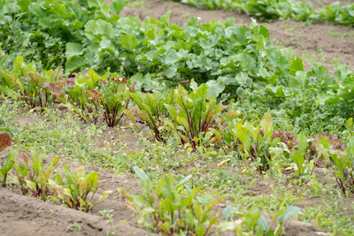 有機農業体験（有機野菜のお持ち帰りつき）