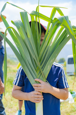 有機農業体験（有機野菜のお持ち帰りつき）