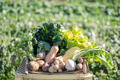 有機農業体験（有機野菜のお持ち帰りつき）