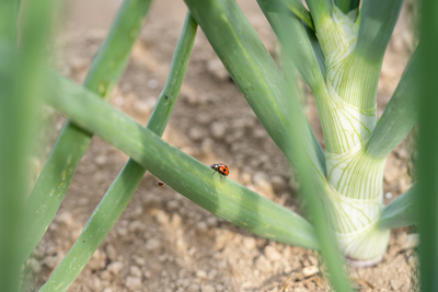 有機農業体験（有機野菜のお持ち帰りつき）