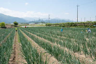 有機農業体験（有機野菜のお持ち帰りつき）