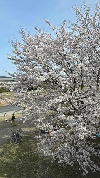 ドミニク・ブシェのお花見弁当 　スパークリングワイン等ワンドリンク付き  4月2日（日） 12:30~