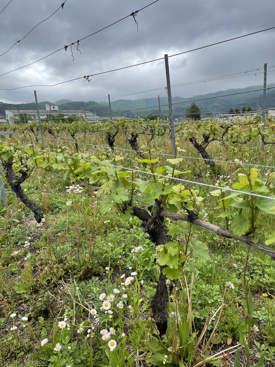 2025 収穫ボランティア募集