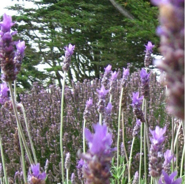 ボディ/ フェイシャル