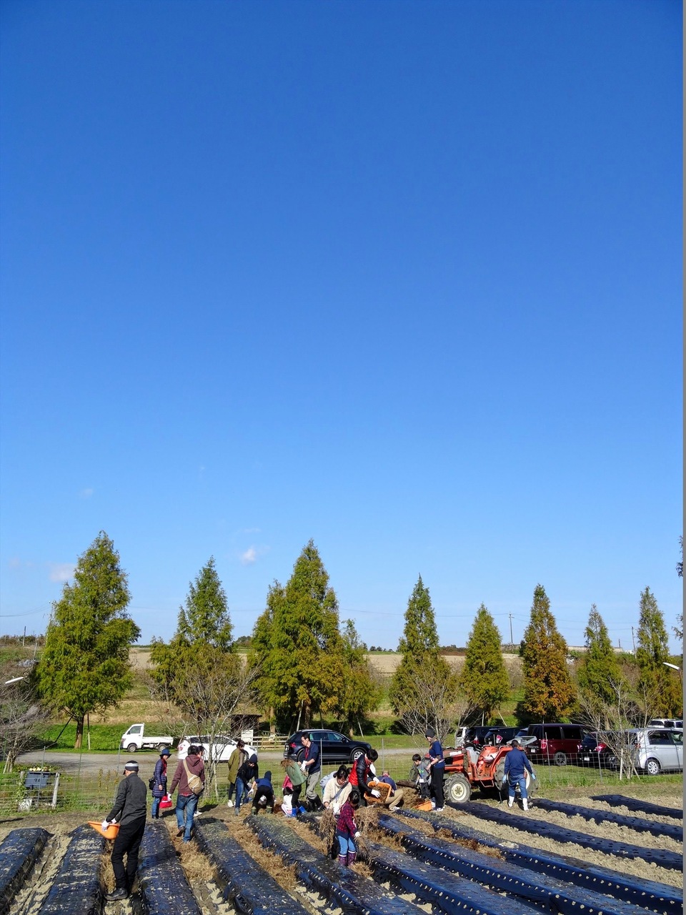 どろんこさつまいも掘り