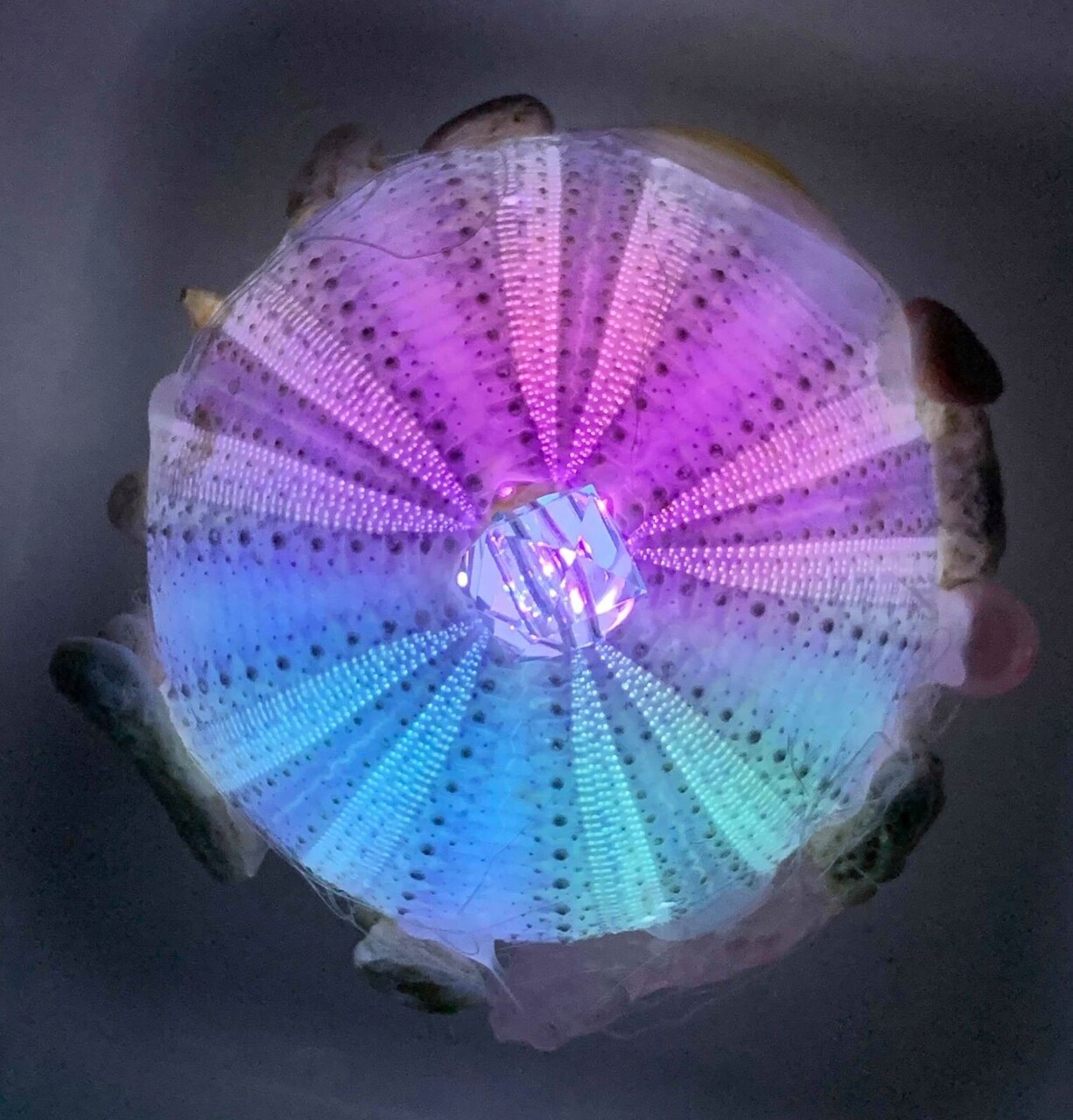 【小平市】ウニランプづくり｜2021年6月6日(日)