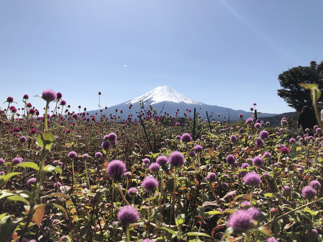 御旅(ONTABI) 「富士山經典遊」