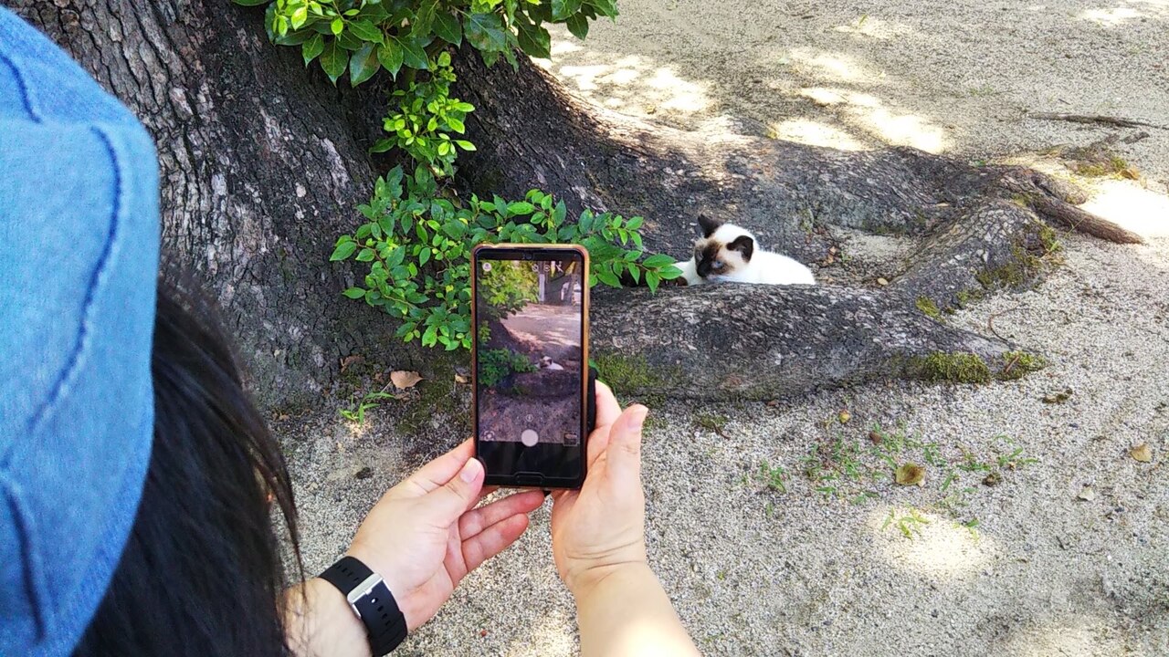 大阪ネコ歩きinディープ大阪ー猫写真を撮りに行こう！