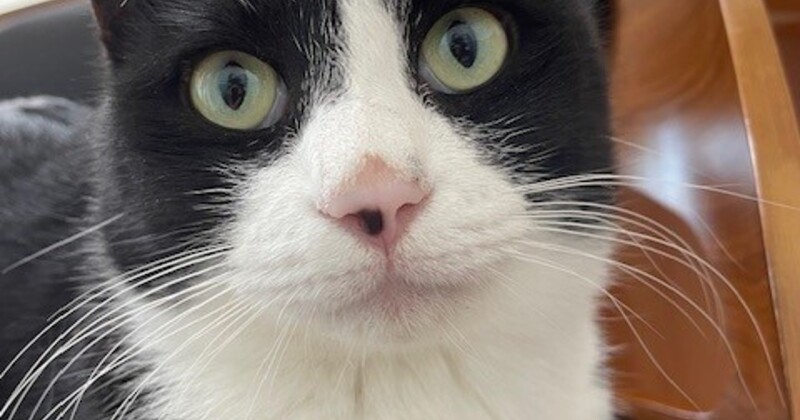 カフェねこ❶ FuFu cats 元町駅から徒歩5分 猫カフェ＆猫ちゃんの販売専門店