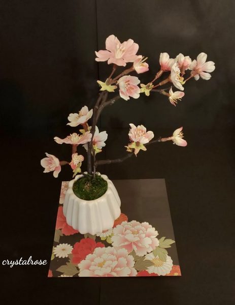 桜の苔玉盆栽づくり【北】2020年3月22日（日）