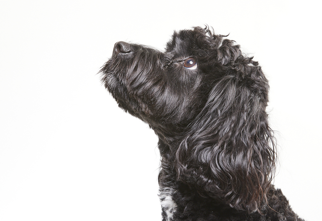 黒犬撮影会 BLACK DOG LAB.