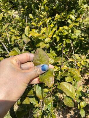 ２０２３年度＊オーナー募集＜徳島の発酵茶＞阿波晩茶＆お茶作り体験