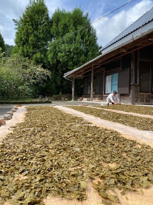 ２０２３年度＊オーナー募集＜徳島の発酵茶＞阿波晩茶＆お茶作り体験