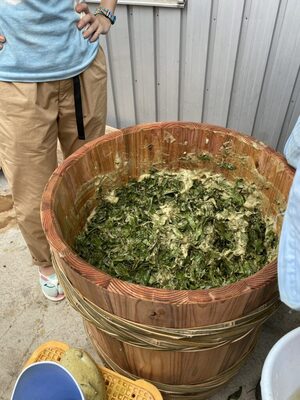 ２０２３年度＊オーナー募集＜徳島の発酵茶＞阿波晩茶＆お茶作り体験