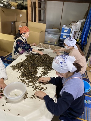 ２０２３年度＊オーナー募集＜徳島の発酵茶＞阿波晩茶＆お茶作り体験