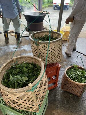 ２０２３年度＊オーナー募集＜徳島の発酵茶＞阿波晩茶＆お茶作り体験