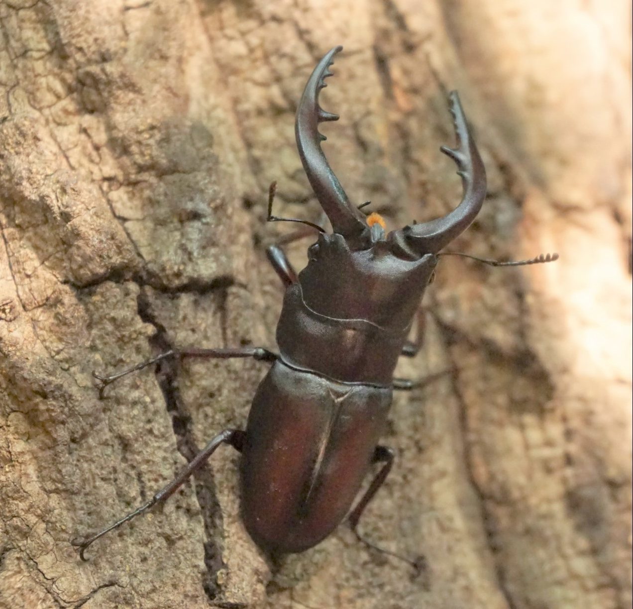 【足立】クワガタキングダム｜2020年8月2日(日)
