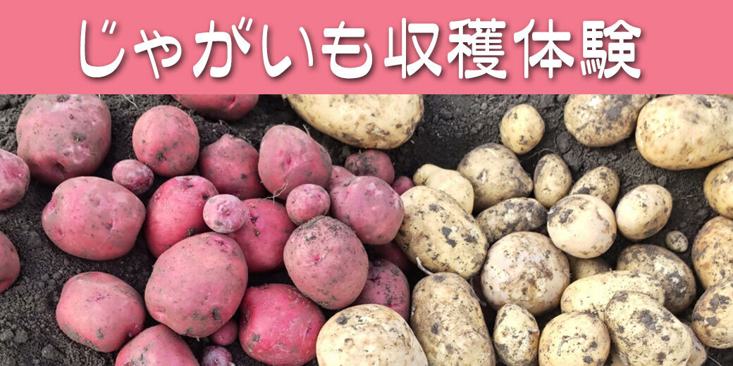 じゃがいも掘り