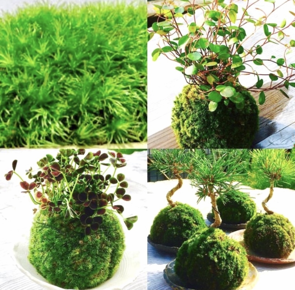 苔玉 苔玉をつくろう［苔moss☆interior］ | 摩耶山ポータルサイト mayasan.jp
