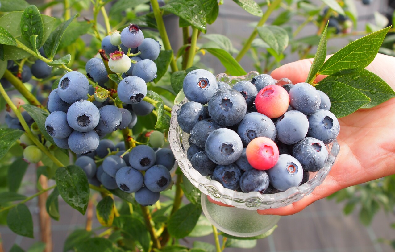 コツがわかる！　ブルーベリージャム作り体験