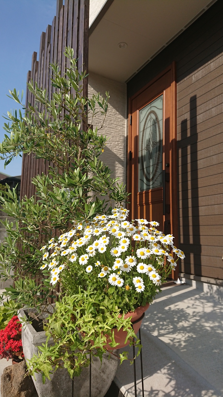 肌質改善  フェイシャルエステ