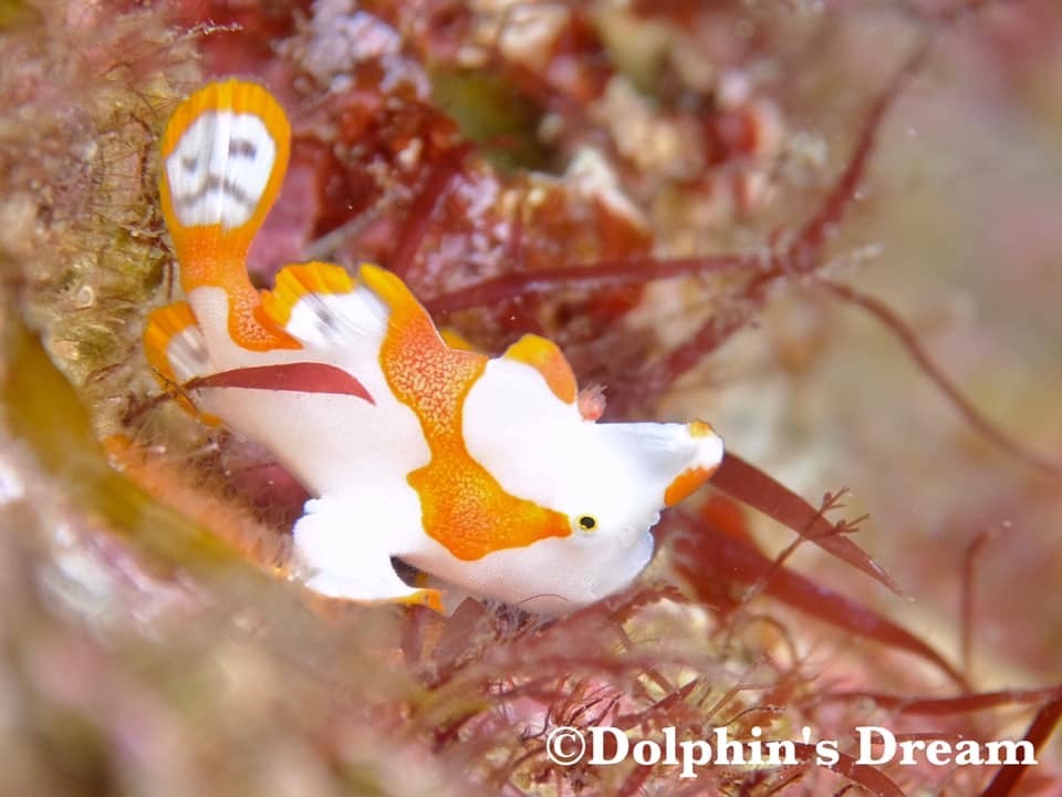 朝発１泊２日ツアー 西伊豆 大瀬崎