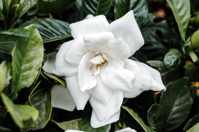 トナカイ「詩の朗読会と八つの質問」＊S席予約ページ