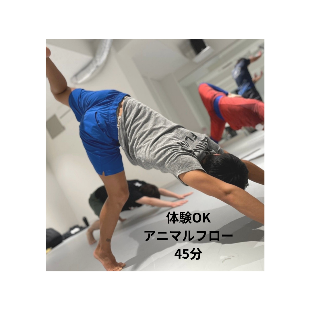 【体験】アニマルフロー45分
