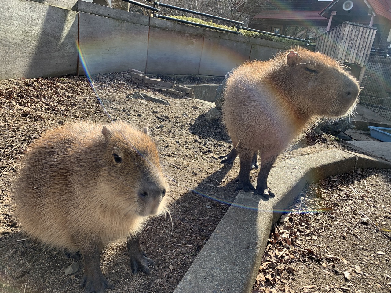 令和2年さますくカピバラ班