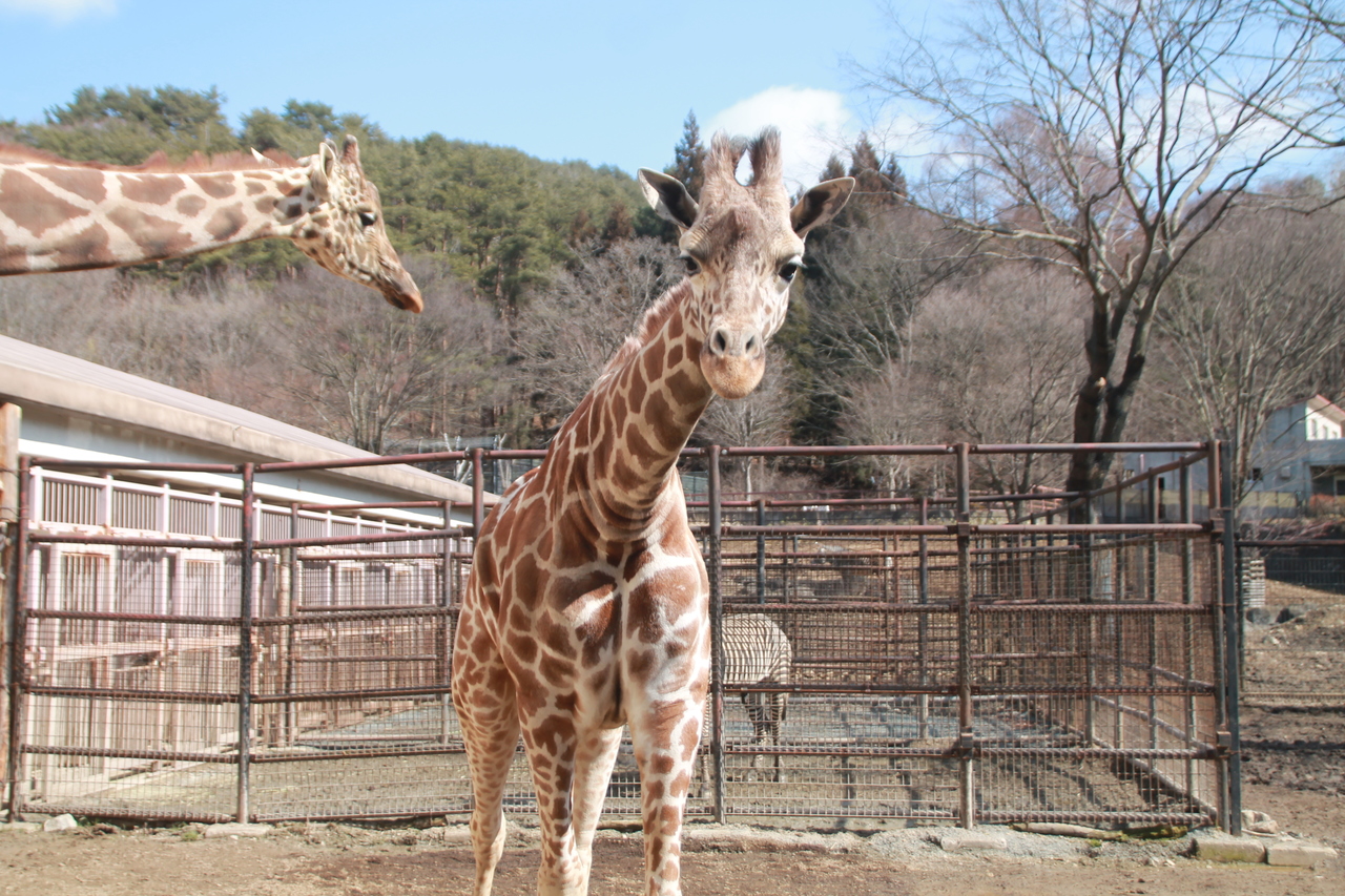 令和2年さますくアフリカ班