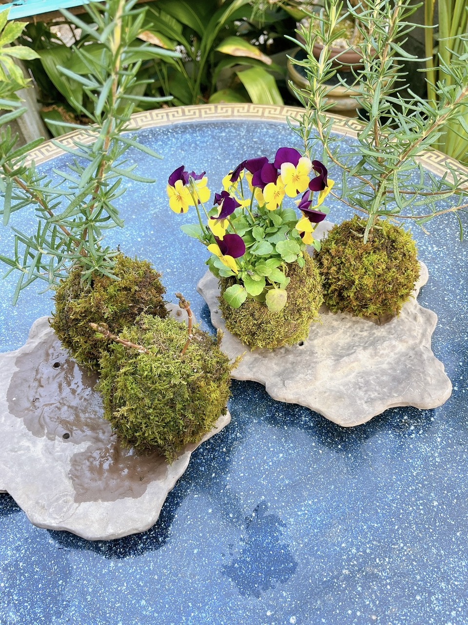 土から作る苔玉盆栽作り