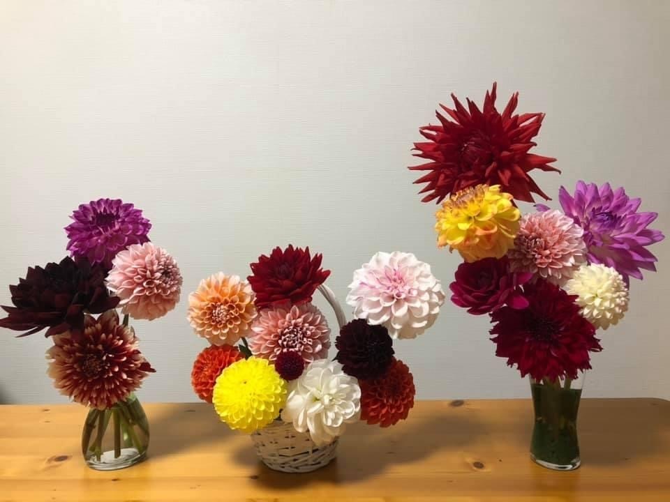 ダリア栽培相談　オンライン予約ページ