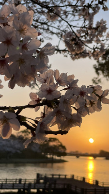 Keiko Japanese School 