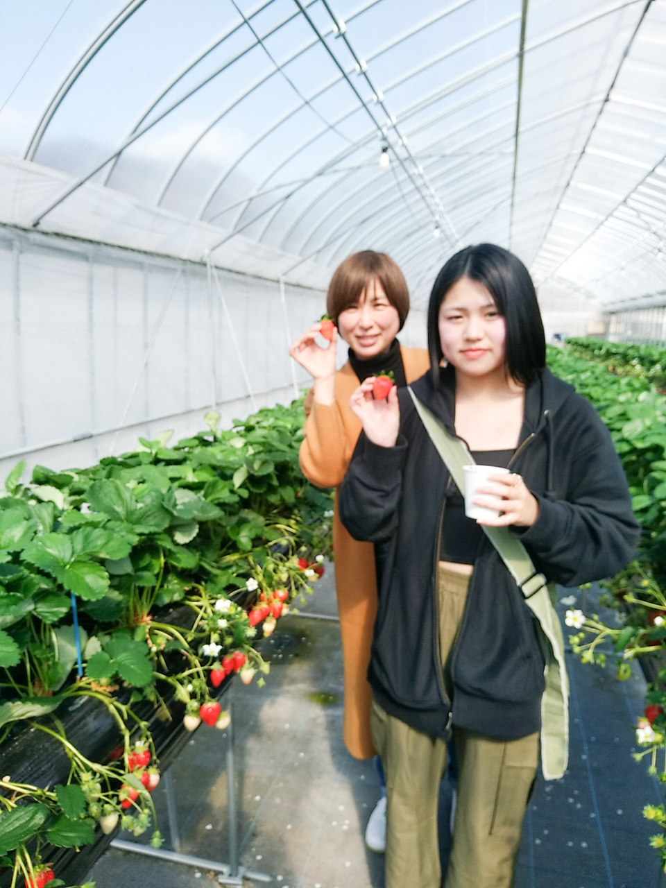 【いちご狩り・40分食べ放題】