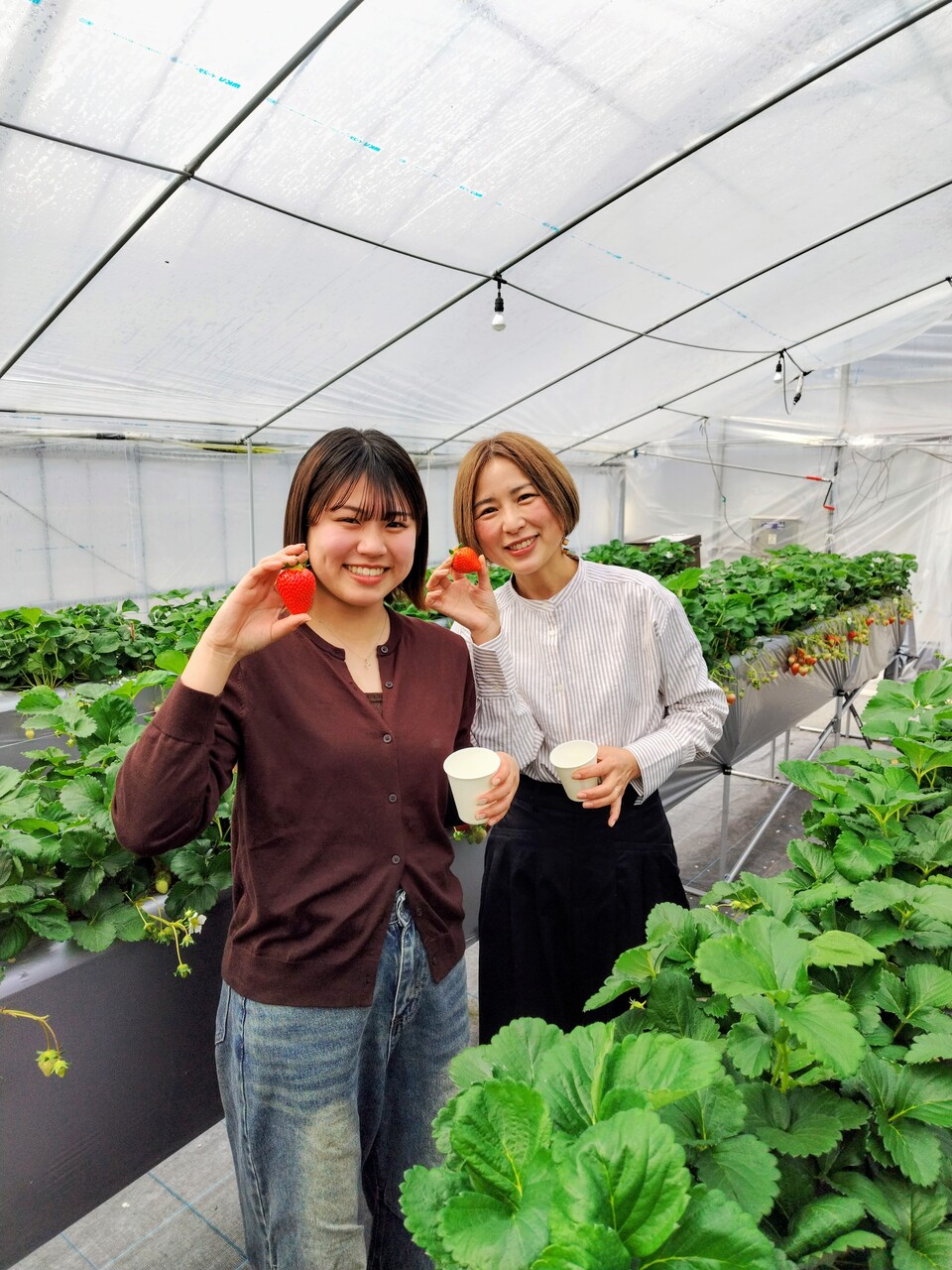 【いちご狩り・40分食べ放題】