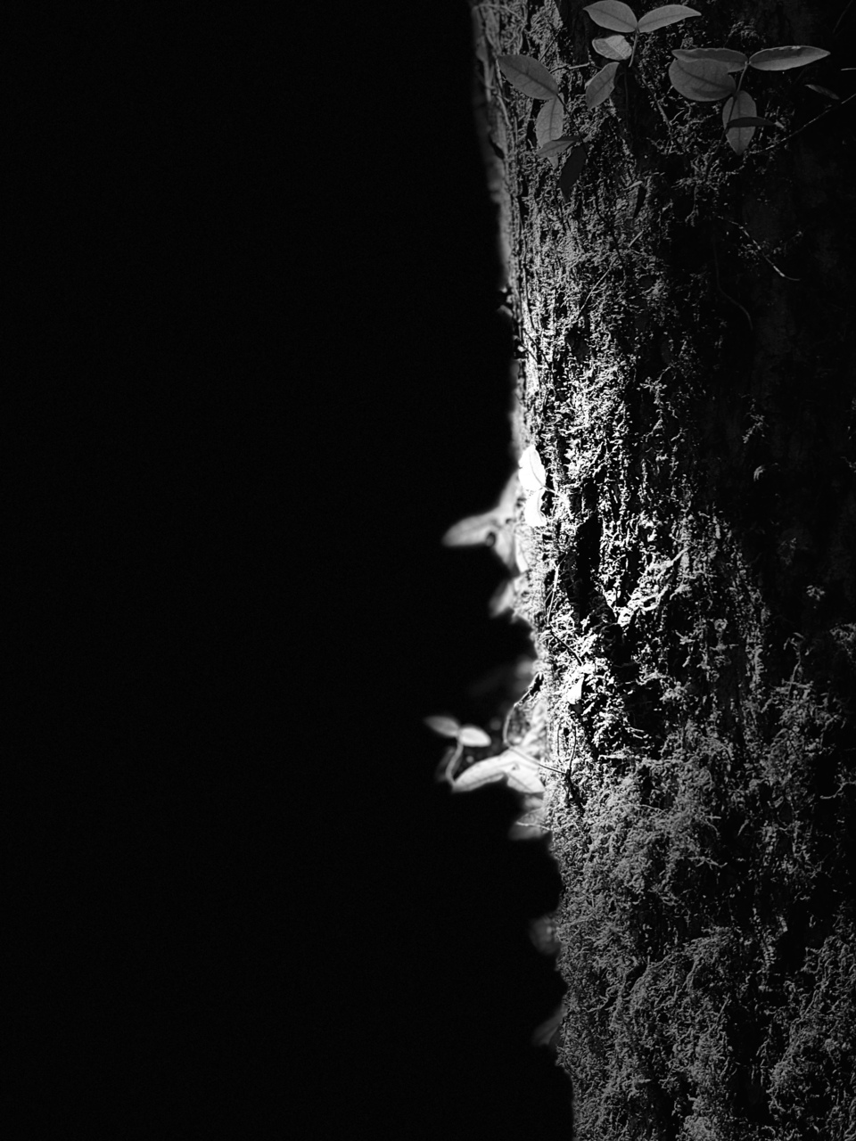 トータルカウンセリングケア「Myla〜マイラ〜」プライベートサロン